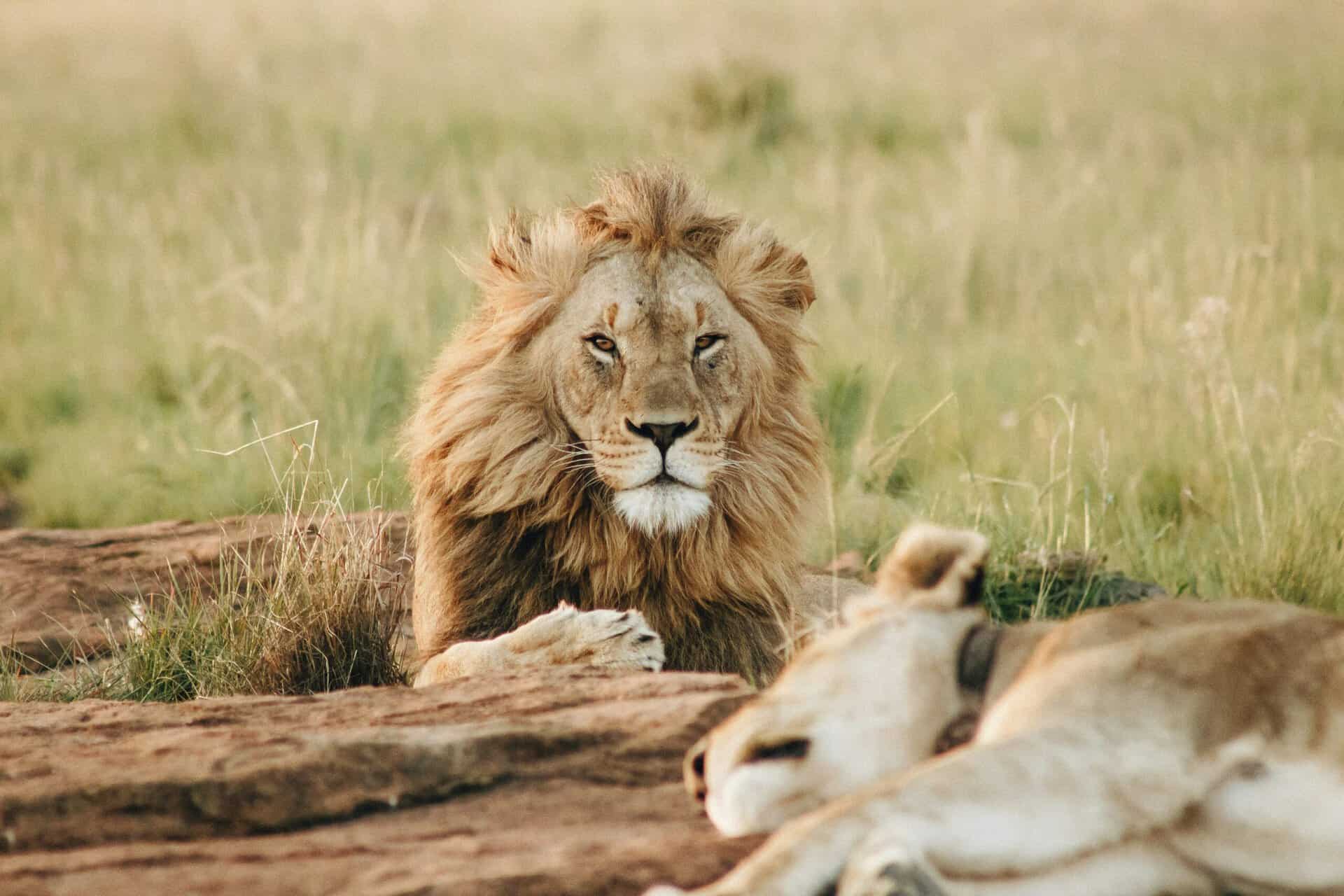 lejon i serengeti