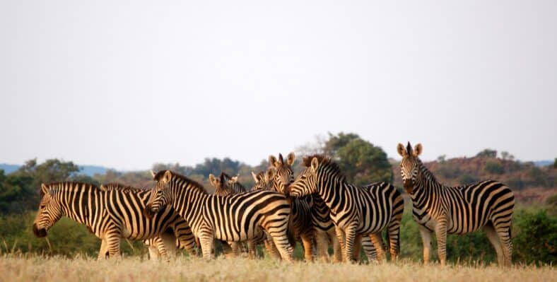Single trip page image